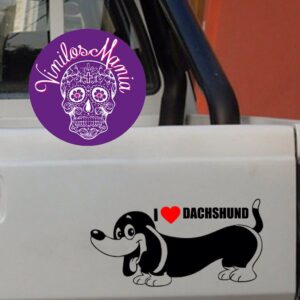 Dachshund
